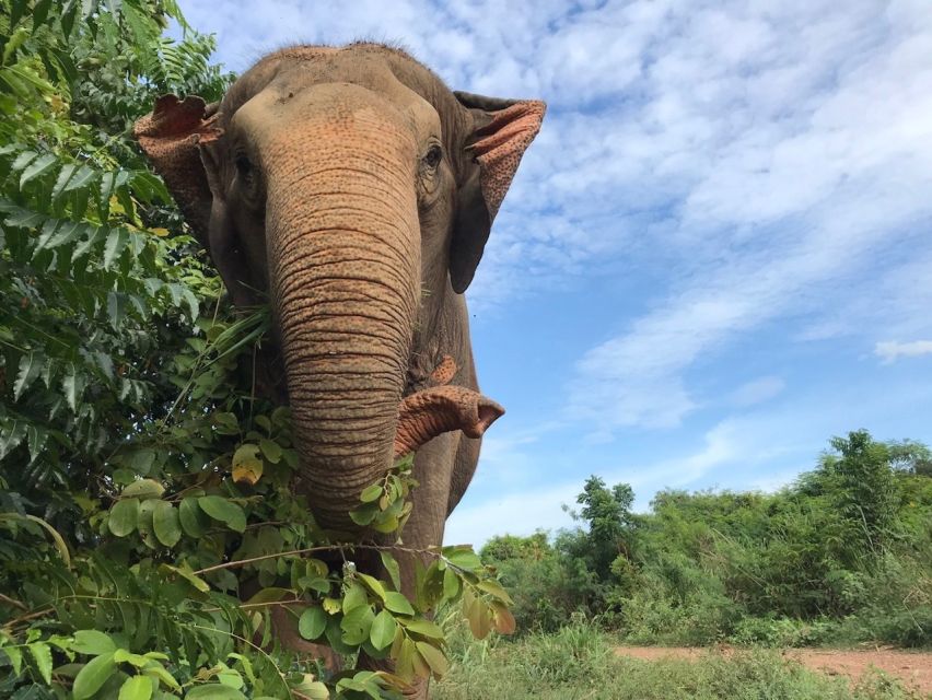 Pattaya: Ethical Elephant Sanctuary Interactive Tour - Ethical Elephant Interaction Activities
