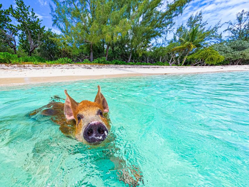 Pearl Island: Pigs Beach With Lunch - Common questions