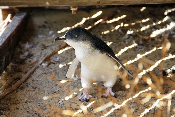 Penguin and Seal Islands Sea Kayaking Experience - Common questions