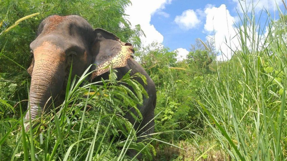 Phuket: Elephant Sanctuary Small Group Tour - Last Words