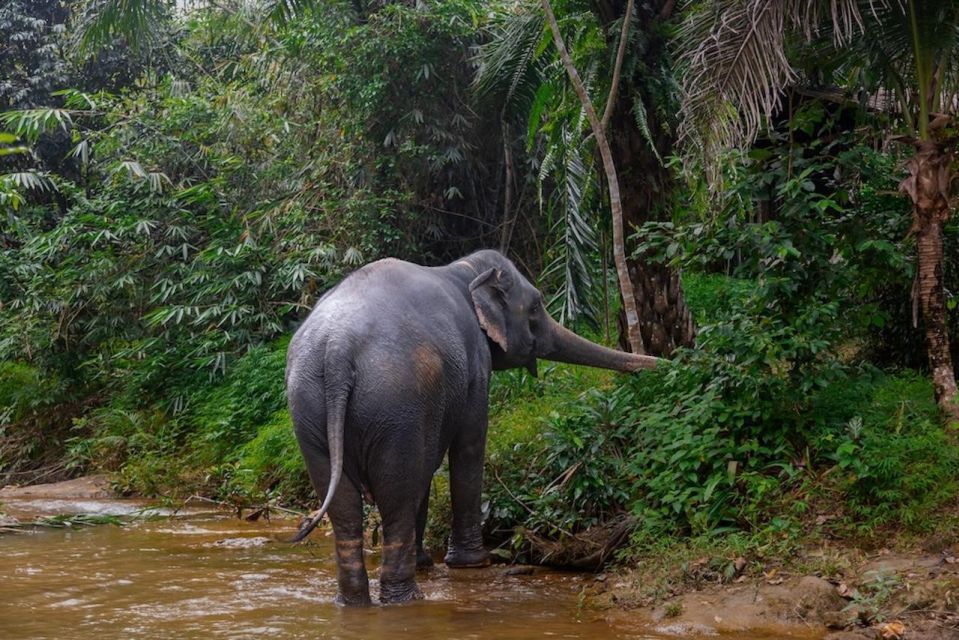 Phuket: Elephant Sanctuary Tour, Cooking Class & Lunch - Tour Inclusions