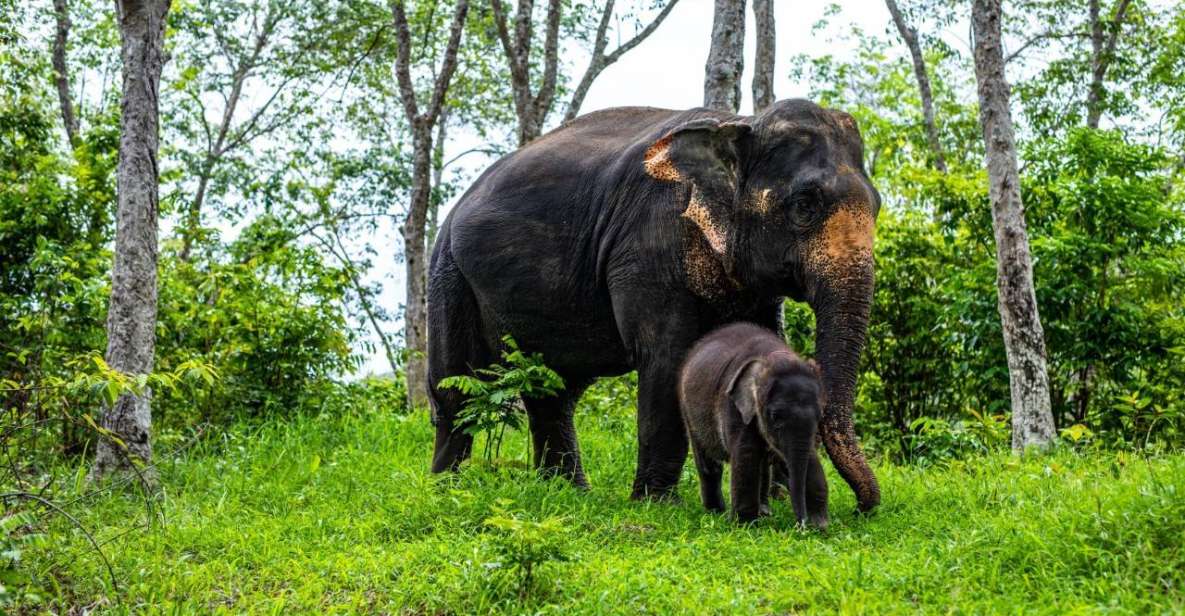 Phuket: Half-Day Elephant Explorer at Phuket Elephant Care - Elephant Care Activities Included