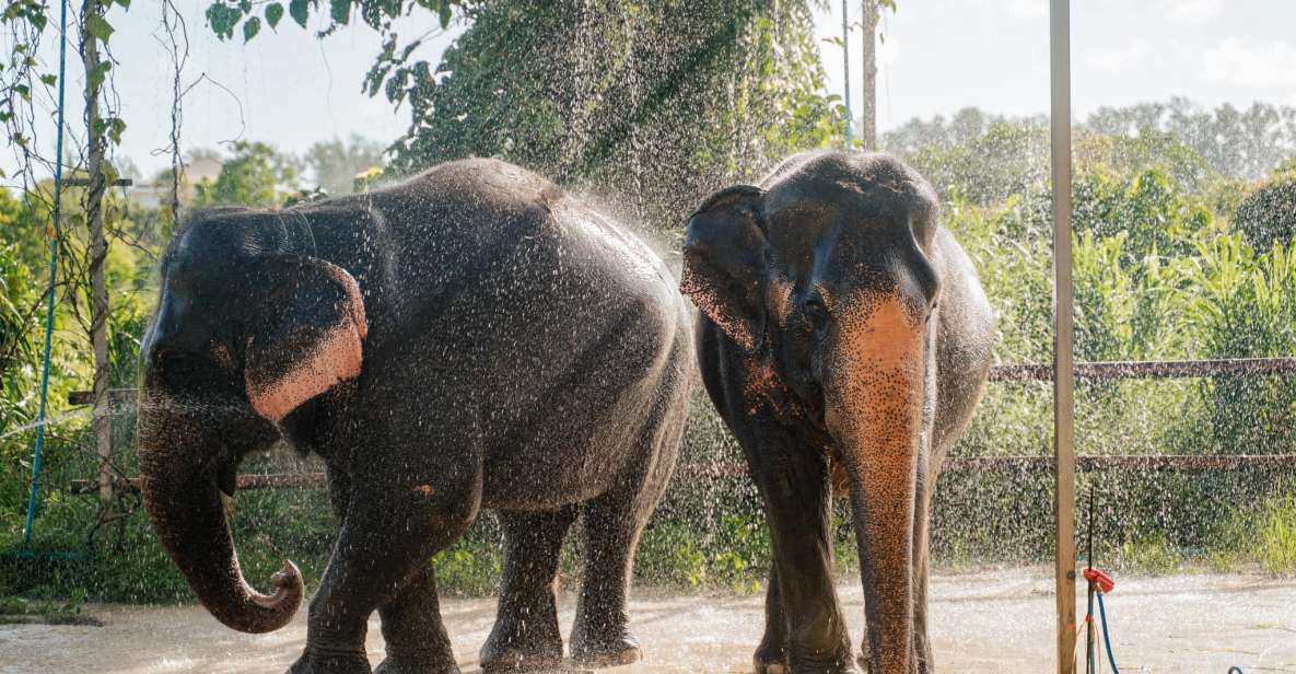 Phuket: Phuket Elephant Care Sanctuary ECO Tour - Souvenir Token Painting