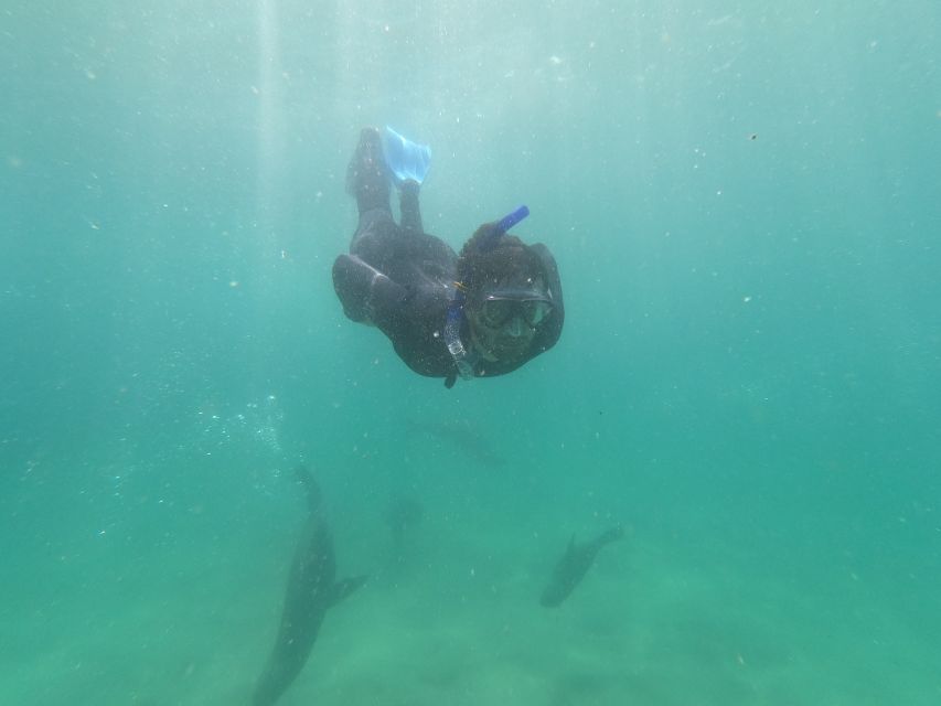 Plettenberg Bay: Seal Swimming Experience - Free Photo Downloads