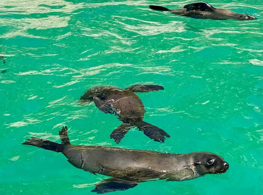 Plettenberg Bay: Seal Viewing Boat Trip - Safety and Accessibility