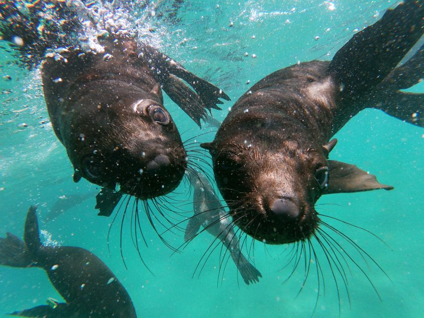 Plettenberg Bay: Swim With Seals - Live Tour Guide Information