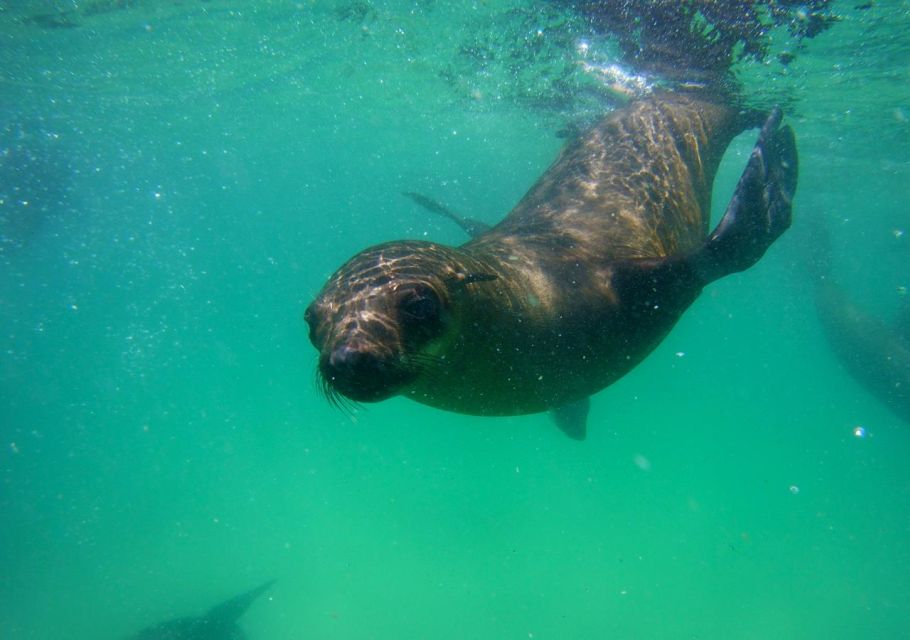 Plettenberg Bay: Swim With the Seals - Last Words