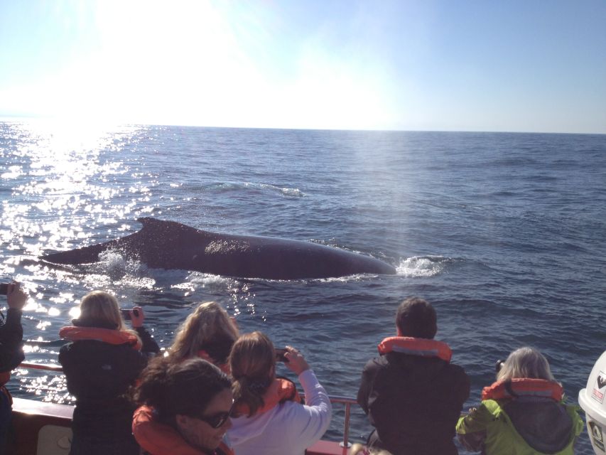 Plettenberg Bay: Whale-Watching Cruise - Last Words