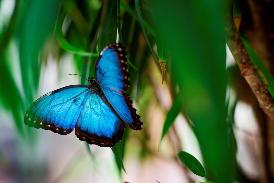 Prague: Papilonia Butterfly House - Common questions