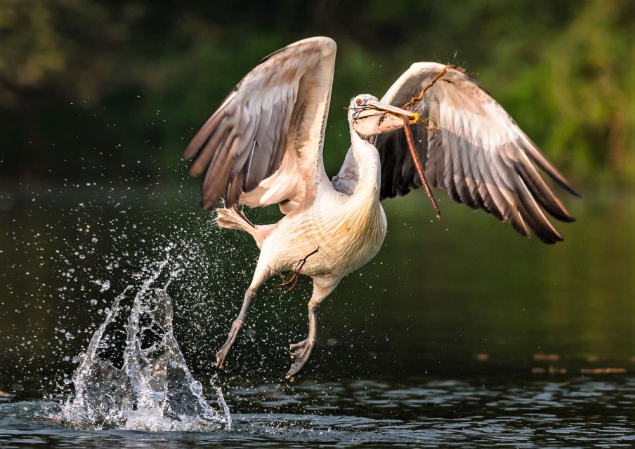 Prek Toal Birds Sanctuary & Floating Village Private Tour - Boat Tour and Bird Sightings