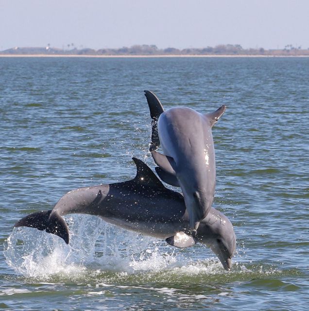 Private 2 Hour Dolphin Sightseeing Tour- Melbourne - Common questions
