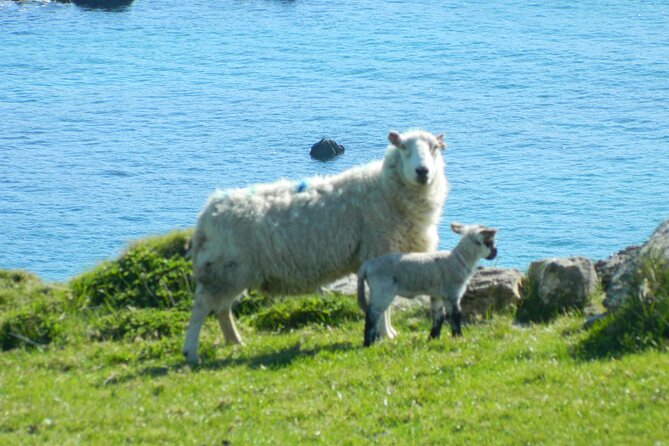 Private Full-Day Tour to Dingle and Slea Head - Common questions