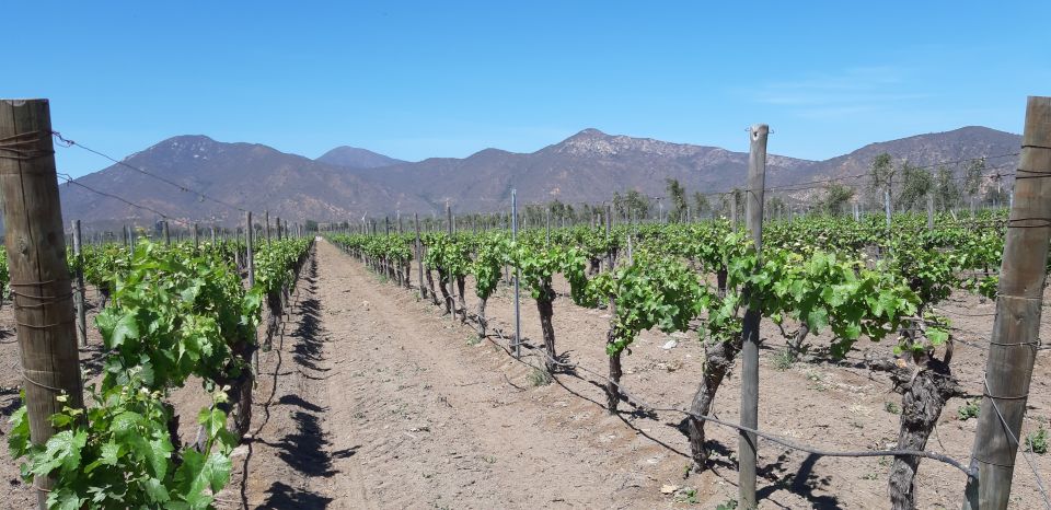 Private Full-Day Wine Tasting Tour in Colchagua Valley - Last Words