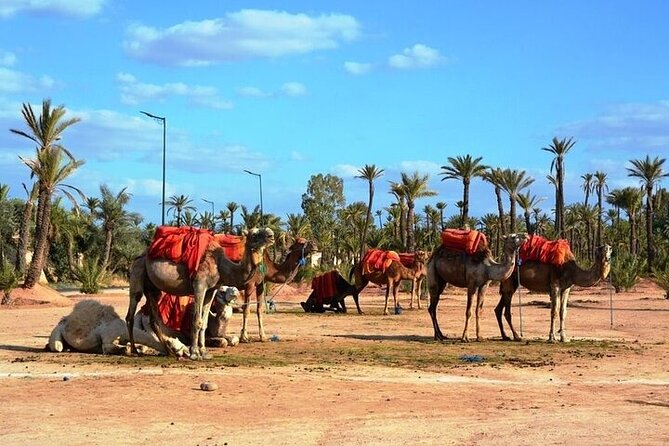 Private Marrakech Day Trip From Casablanca With Free Camel Ride - Common questions