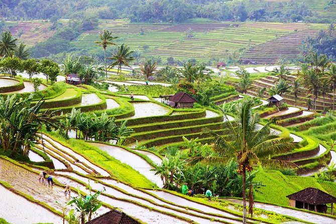 Private Shore Excursion: Customized Best of Bali Tour - Pricing and Product Details