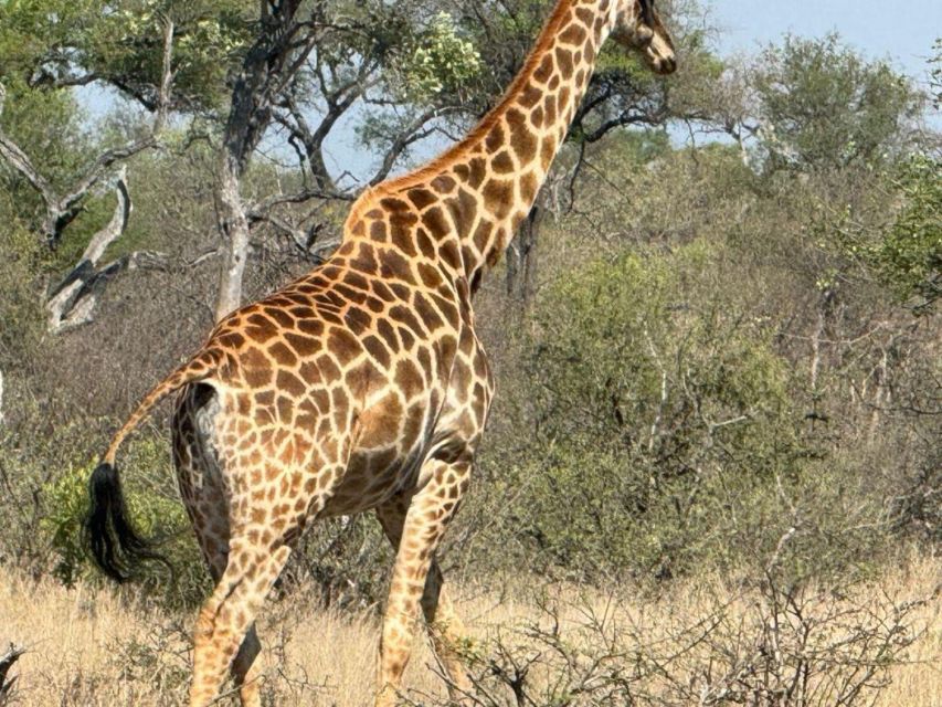 Private Tour: Big 5 Safari - Experience the Wild Animals - Common questions
