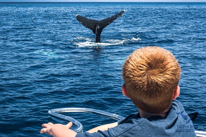 Private VIP Whale & Dolphin Watching Tour With Capt. Nick in Newport Beach - Contact Information