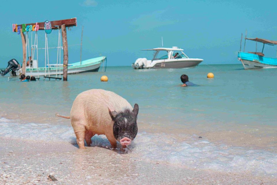 Progreso Island Swing and Pig Beach Club Day Pass - Common questions