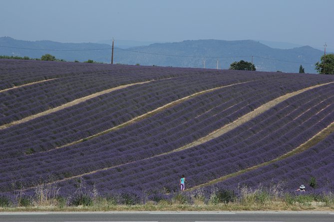 Provence Lavender Fields Tour From Aix-En-Provence - Frequently Asked Questions