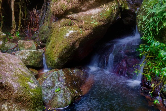 Rainforest Night Walk in Surfers Paradise (Mar ) - Additional Resources