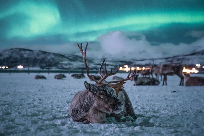 Reindeer Camp Dinner With Chance of Northern Lights in Tromso - Common questions