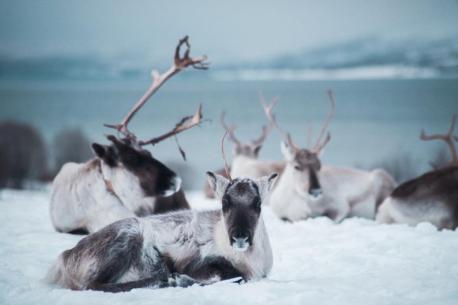 Reindeer Visit, and Sami Culture Including Lunch From Tromso - Common questions