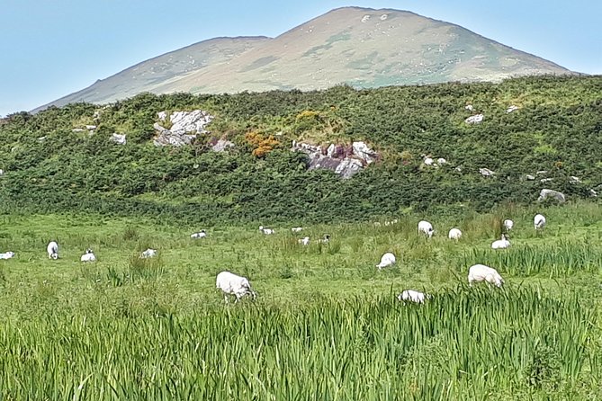 Ring of Kerry Private Day Tour - Booking and Reservation Process