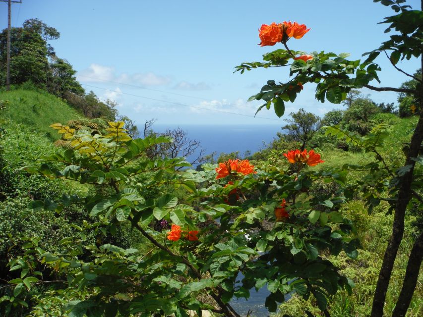 Road to Hana: Private Jungle Tour With Maui West Side Pickup - How to Identify Your Tour Guide