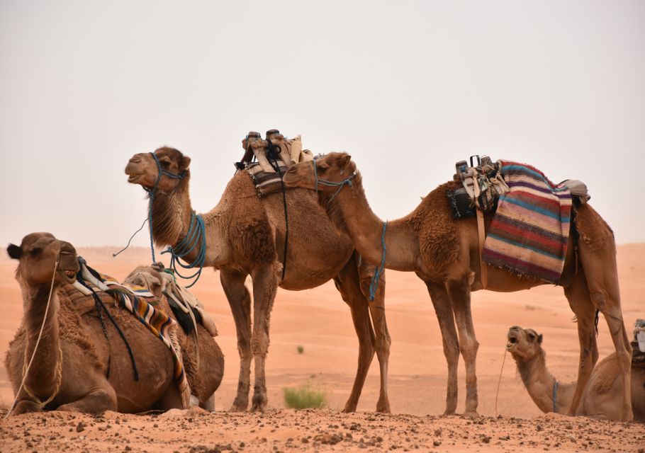 Sahara Desert: 2-Day Tour With Food and a Night in a Tent - Common questions