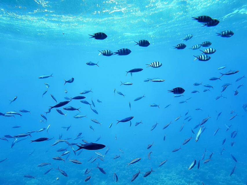 Sahl Hasheesh: Snorkeling Cruise Tour With Lunch and Drinks - Overall Experience and Assistance