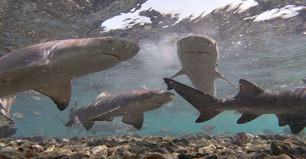 Sal Island: Shark Bay Experience From Santa Maria - Common questions