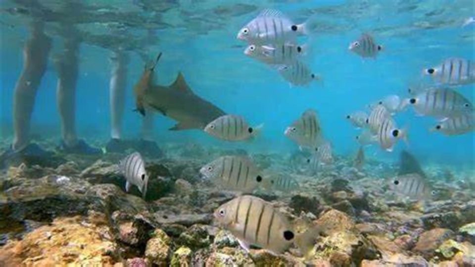 Salt Pans & Lemon Sharks Experience - Directions