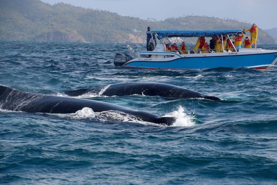 Samana: Guided Day Trip With Buffet Lunch and Whale Watching - Last Words