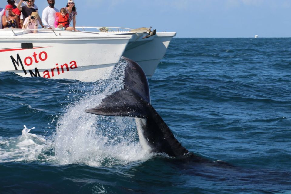 Samana: Whale Watching and Cayo Levantado Full Day Tour - Common questions