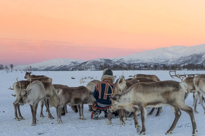 Sami Culture and Short Reindeer Sledding From Tromso - Common questions