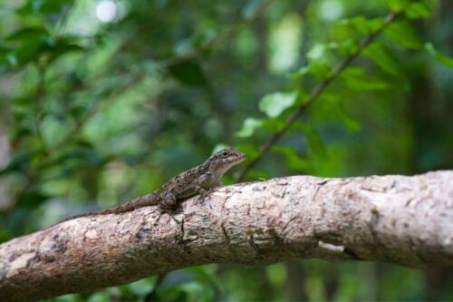 San Juan: Camuy Caves Experience Tour With Pickup & Drop-Off - Last Words