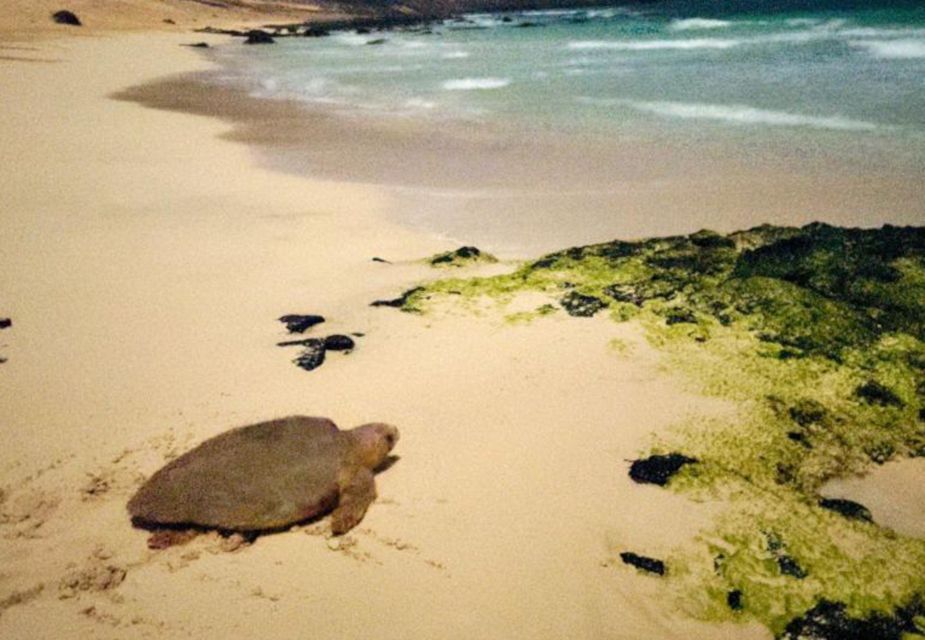 Santa Maria, Sal Island: Sea Turtle Watching Experience - Review Summary