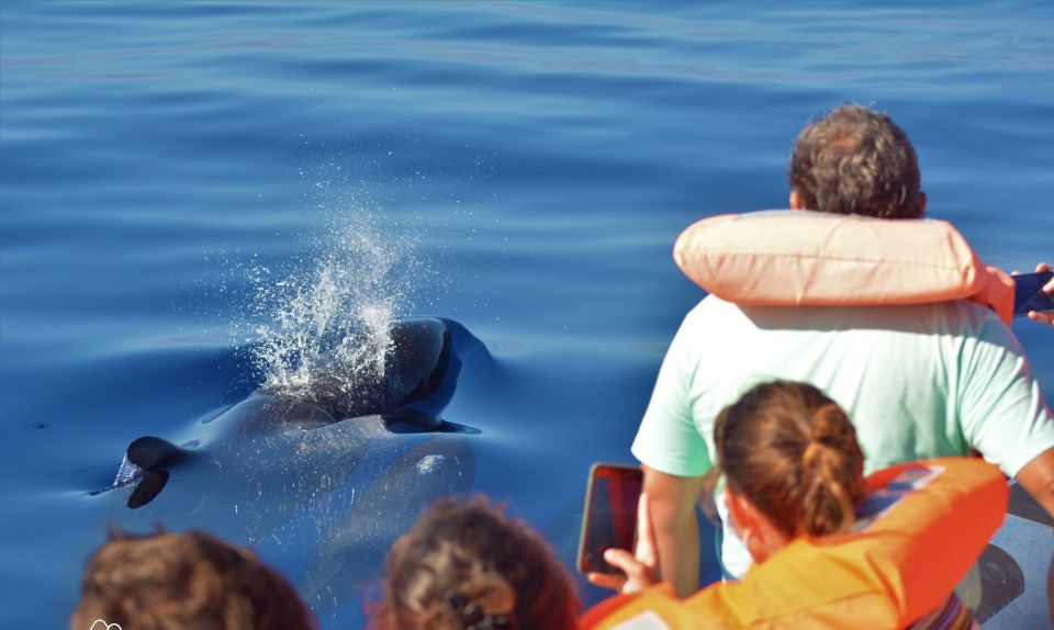 São Miguel: Wild Swimming With Dolphins - Transportation Information
