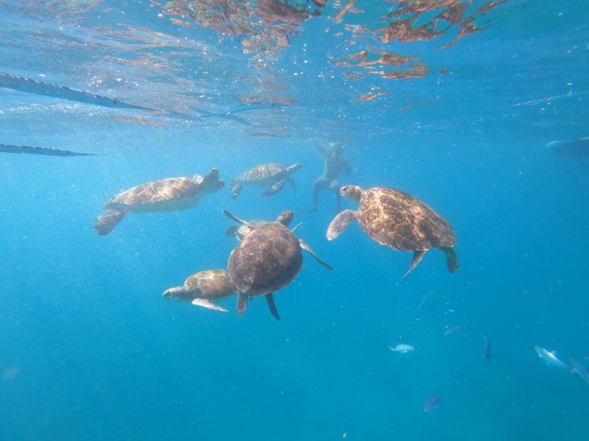São Vicente: Snorkeling With Turtles Breathtaking Experience - Last Words