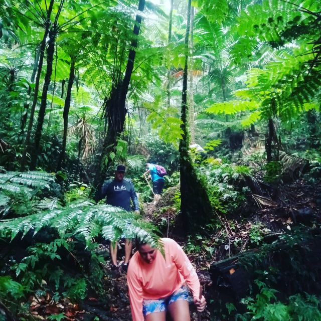 Scenic Rainforest Hike - Common questions