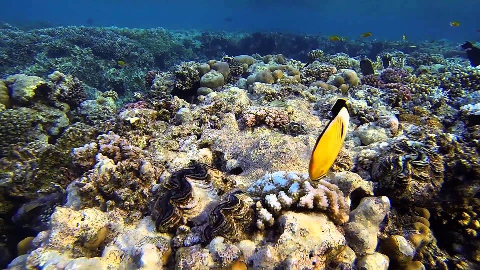Scuba Diving, Snorkeling and Pick-up, Lunch - Snorkeling Highlights