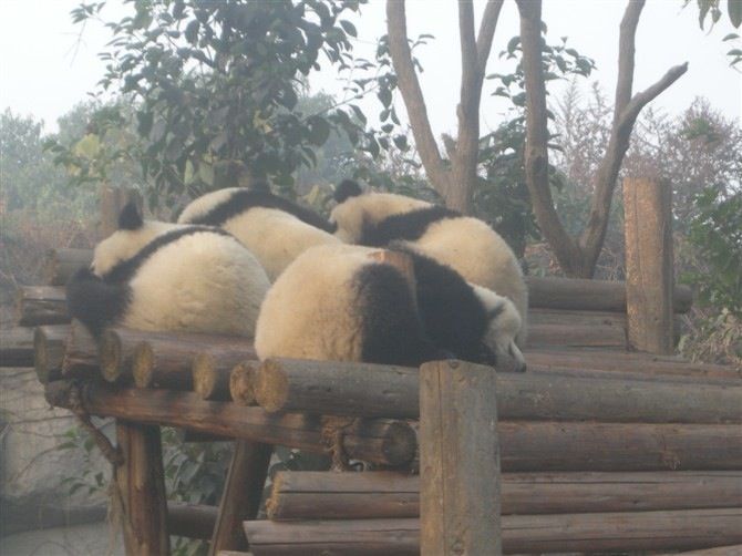 Sechuan: Big Panda Volunteer Day With Feeding and Bathing - Common questions