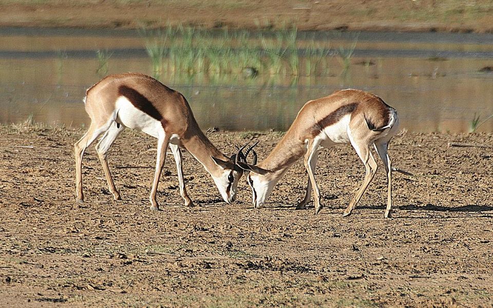 Self Drive Aquila Safari Reserve Early Morning Game Drive - Common questions