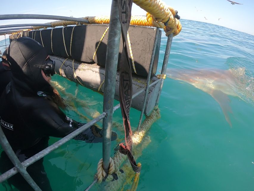 Shark Cage Diving and Boat Viewing : Gansbaai - Safety and Regulations
