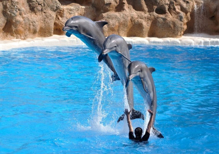 Sharm El-Sheikh: Dolphin Show & Optional Swimming W/Dolphins - Common questions