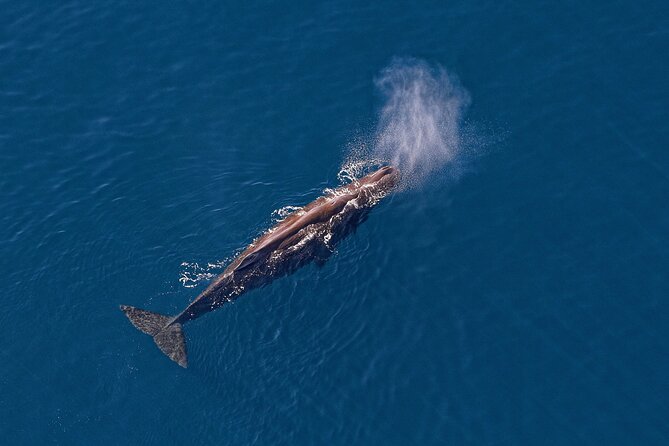 Short Kaikōura Helicopter Tour  - Kaikoura - Pricing and Booking