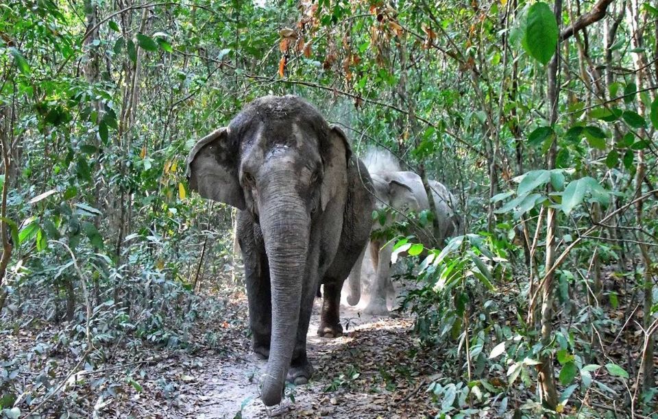 Siem Reap: Small Group Tour of Kulen Elephant Forest - Tour Itinerary