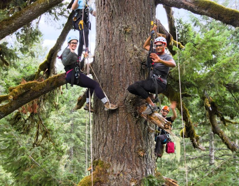 Silver Falls: Old-Growth Tree Climbing Adventure - Additional Details