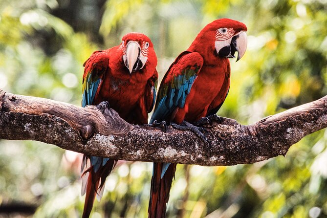 Singapore Bird Paradise & Zoo Full Day (Ticket & Transfer ) - Tips for a Memorable Visit