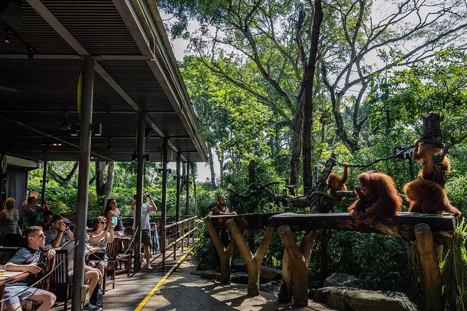 Singapore Zoo With Transfer, Breakfast With Orangutans Option - Language and Pickup